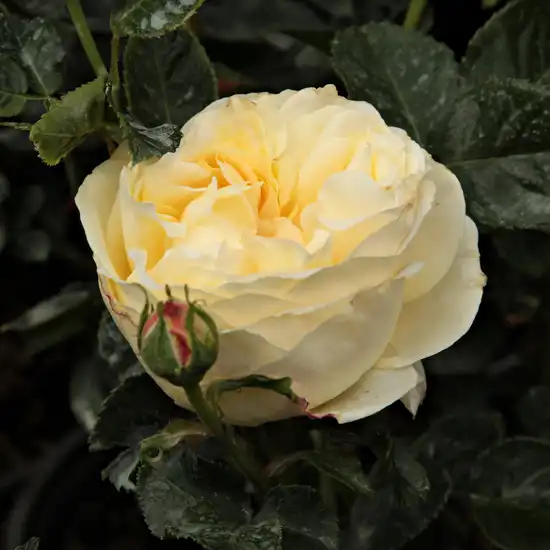 Trandafiri Floribunda - Trandafiri - Lemon™ - 